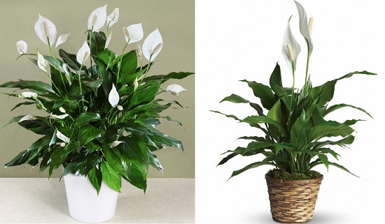 Biophilic Design And The Best Plants For Your Office Verhalen Inc Peace Lily Indoor And Office